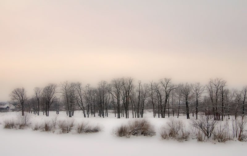 Дубки (The Oaks)