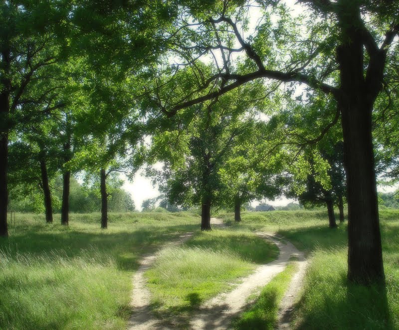 Oaks