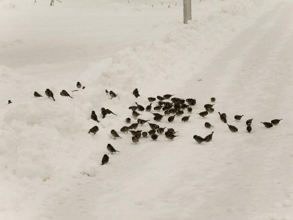 Sparrows on snow, Volgograd, Russia 2009