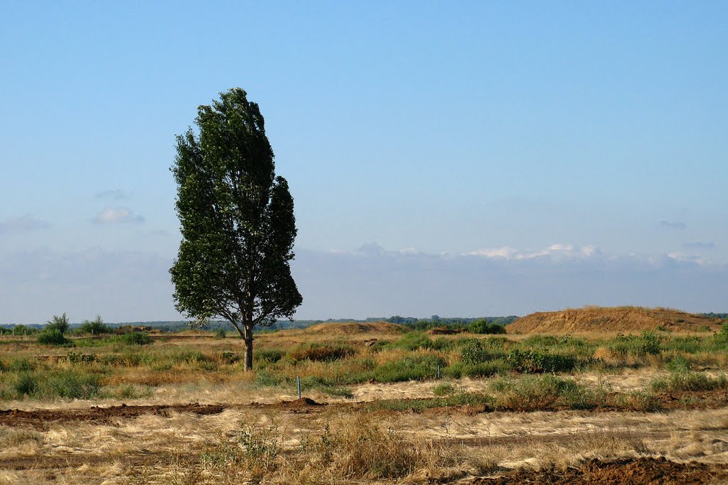 Одинокое степное дерево. The tree in the desert.