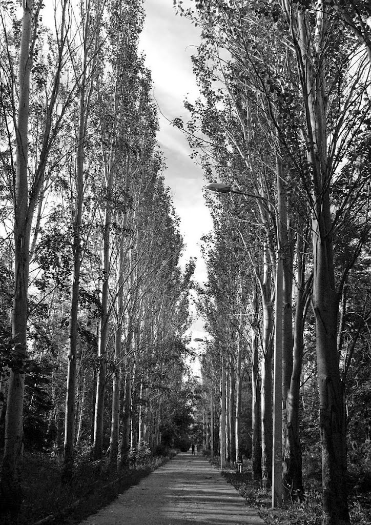 Тополя на Советской. Poplar alley.