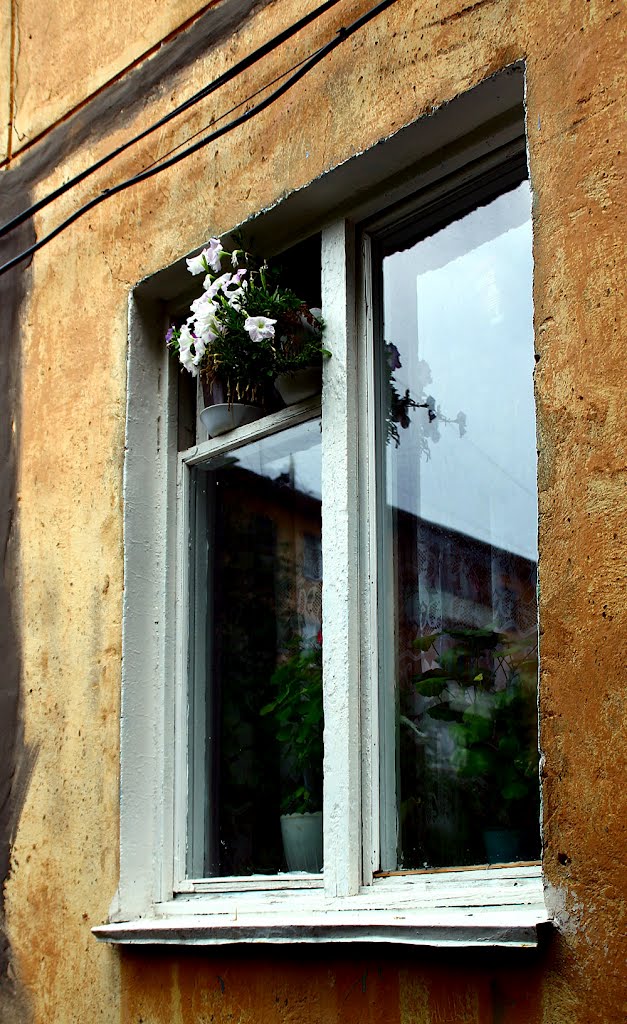 Цветы в окне. Flowers in the window.