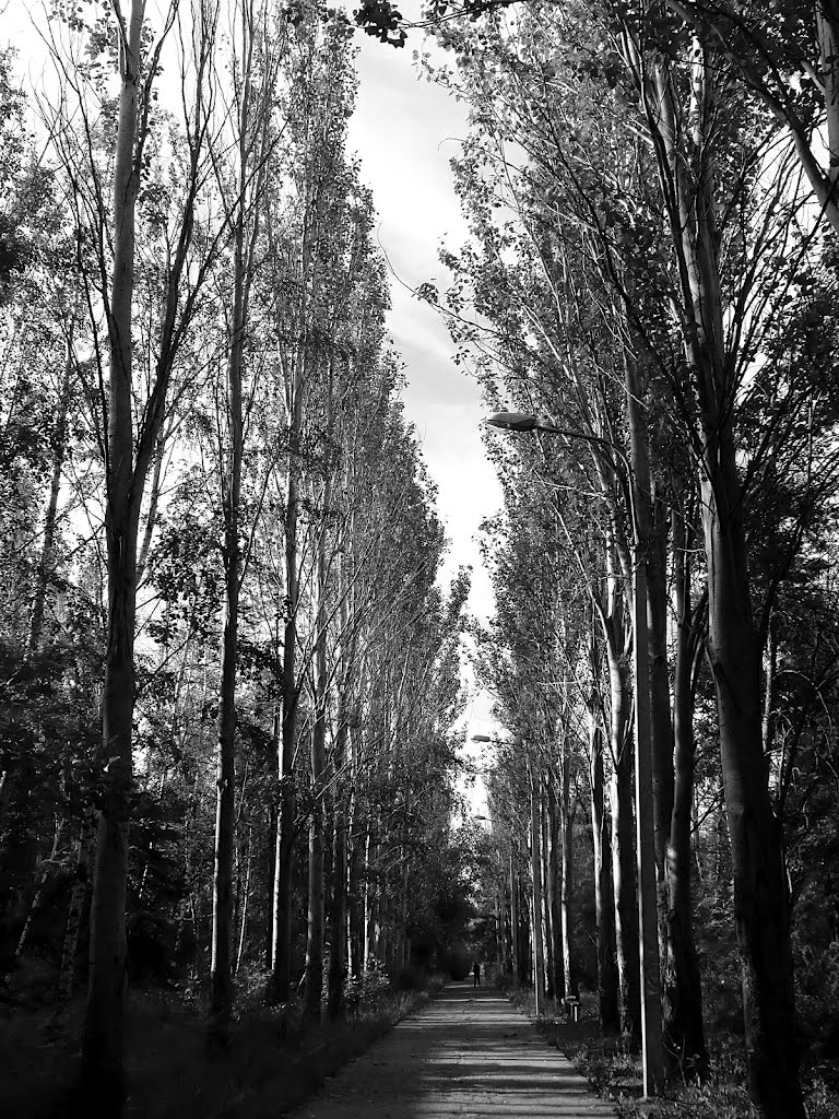 Тополиная аллея. Poplar avenue.