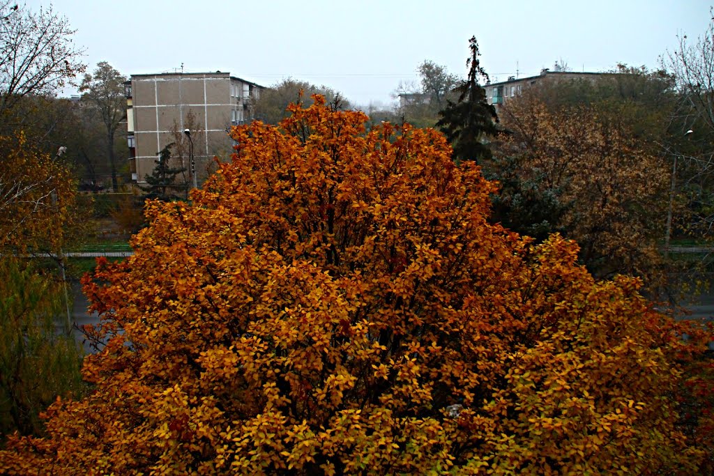Осенний вид из окна 2. Autumn view from the window 2.