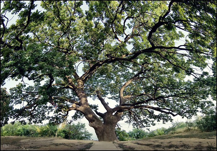 Магический дуб.  Magic oak