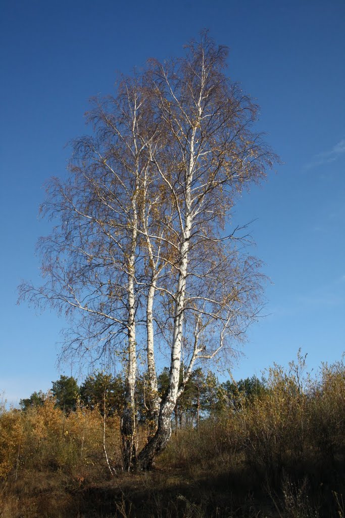 Дубы. Октябрь 2010г.