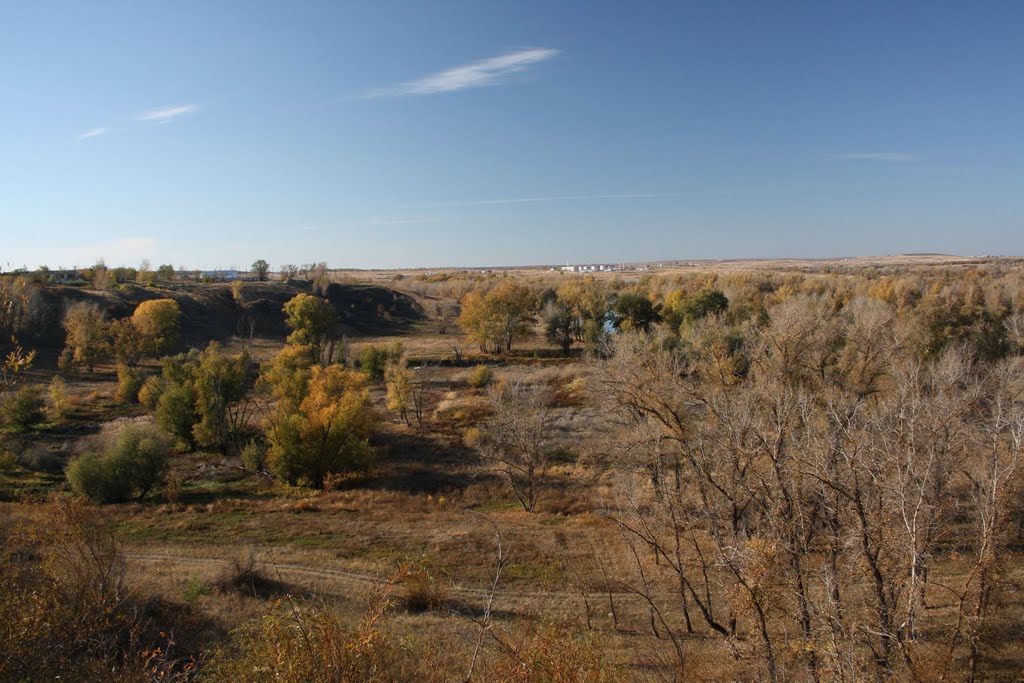 Дубы. Октябрь 2010г.