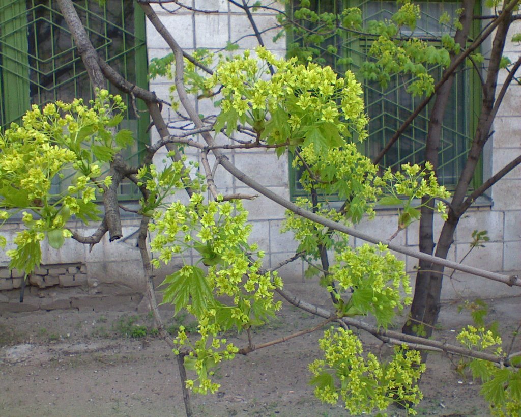 Весна в Калаче