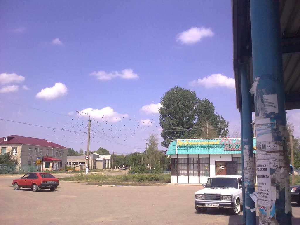 вороны у вокзала