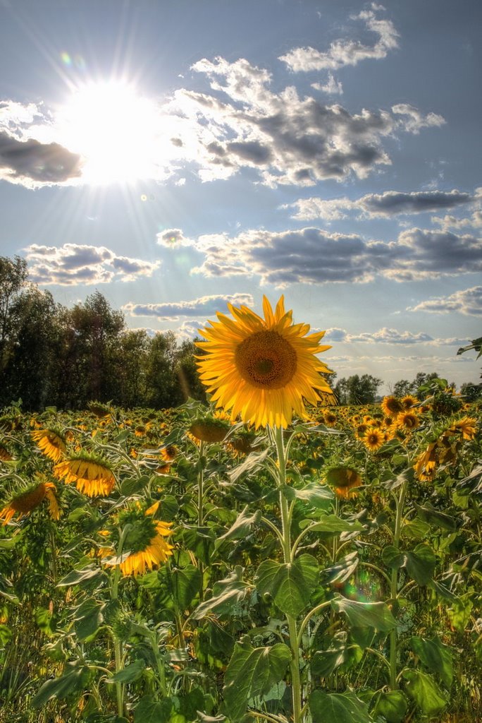 подсолнцеух (HDRi)