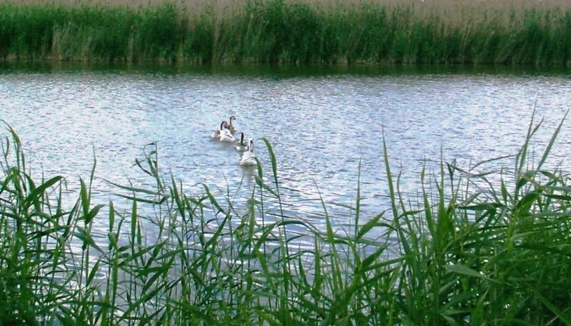 р. Торгун, камыш и гуси.