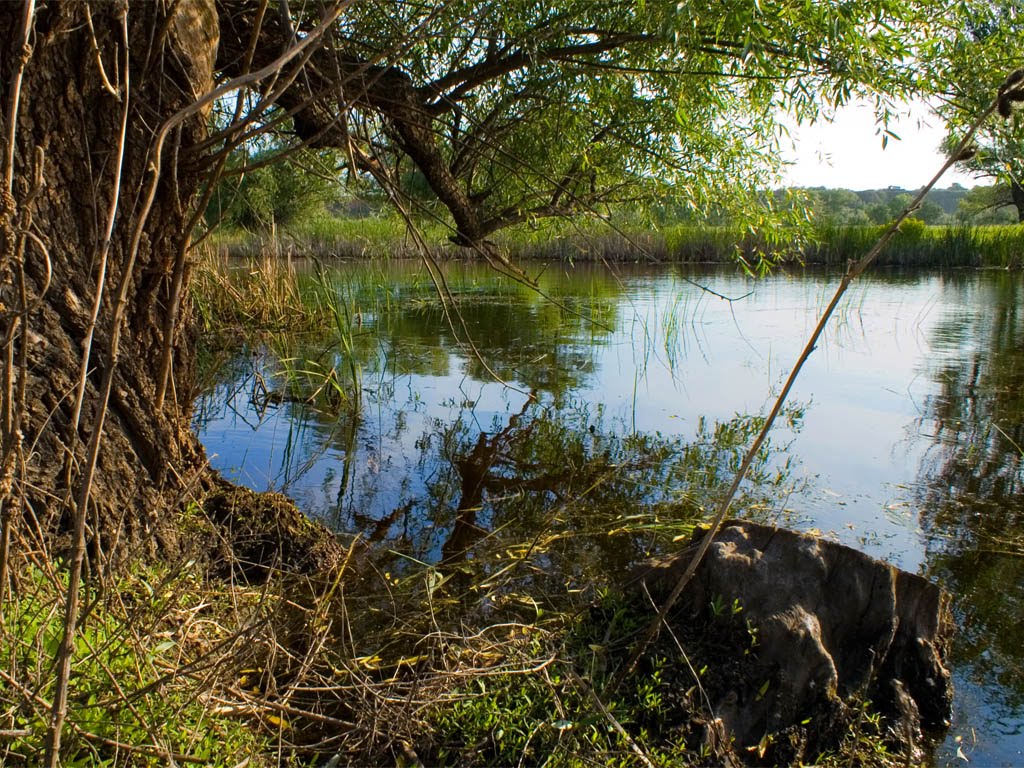 Где то рядом водяной