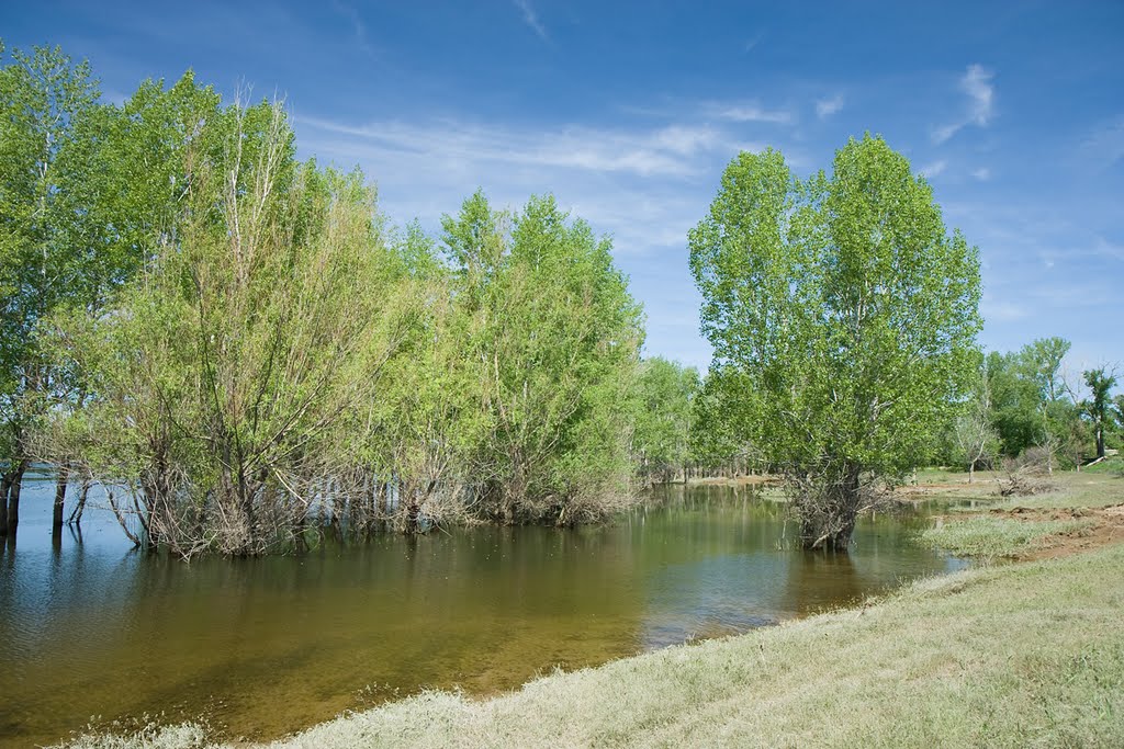 Тополя в воде / Poplar in water