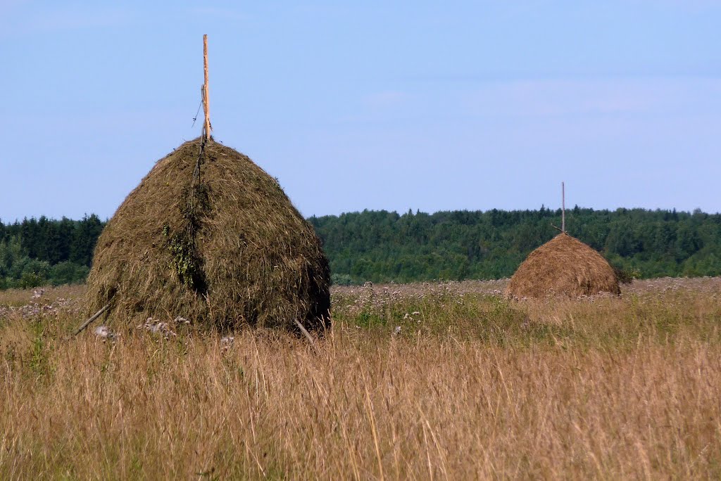 Vytegorskiy hayfields / Вытегорские сенокосы