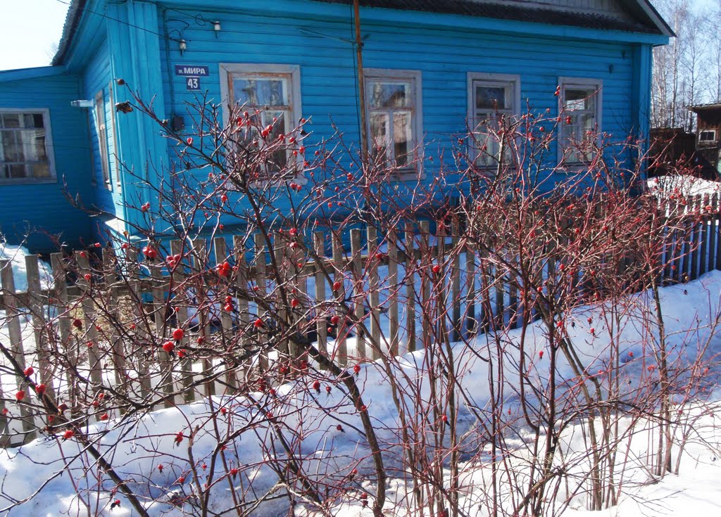 Красный шиповник на синем