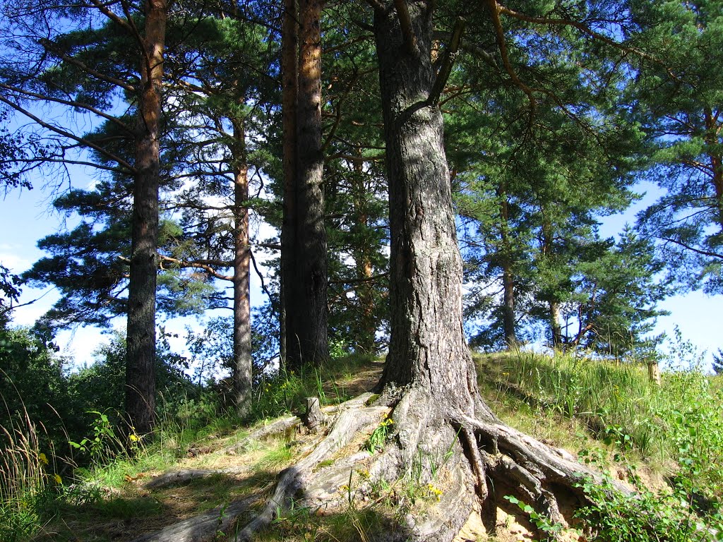 Forest Kaduy