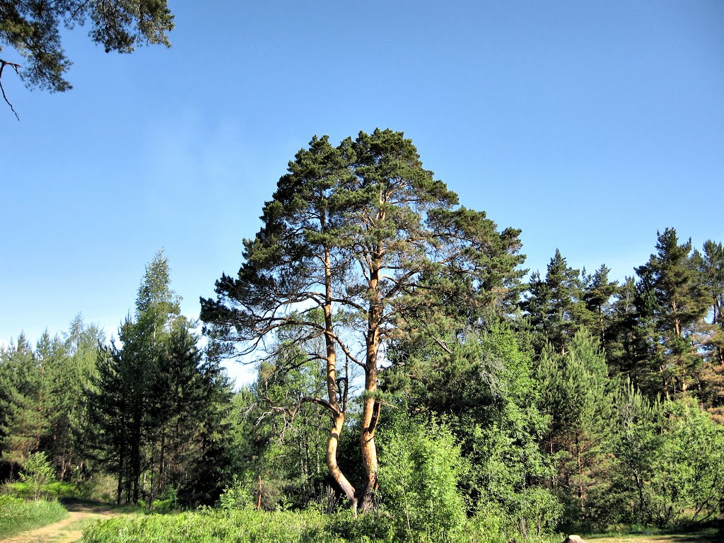 Glade. Kaduy