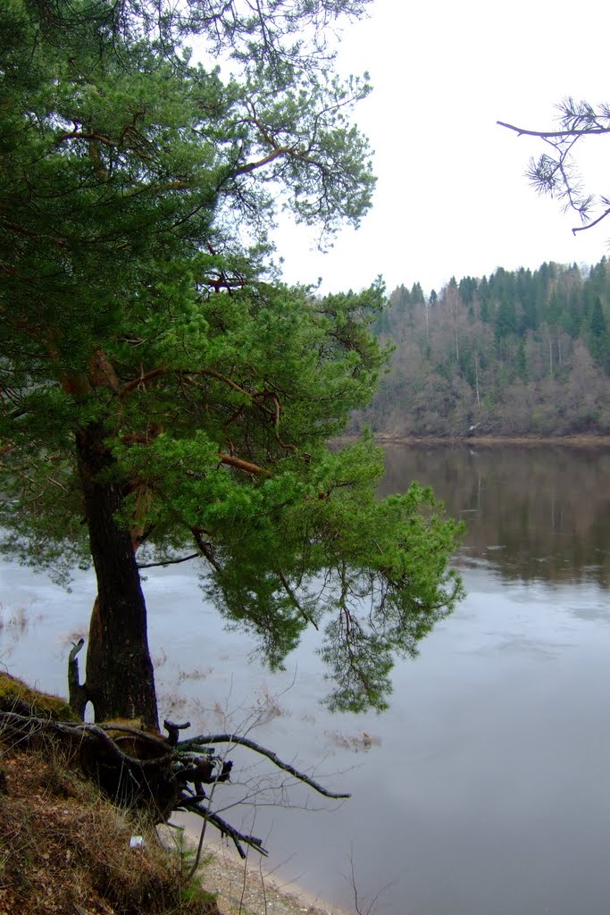 Nyuksenitsa