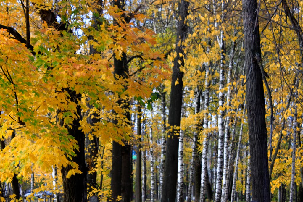 Autumn park.