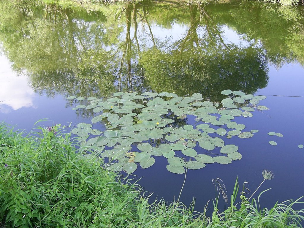 Staritsa of Vorona river