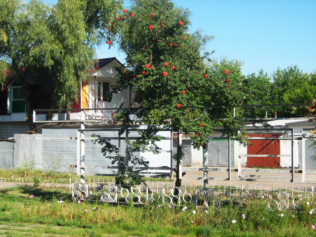 Рябина
