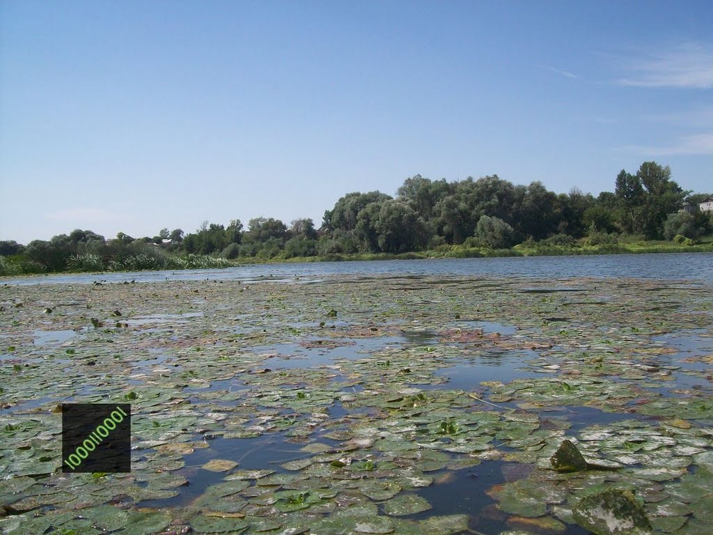 р. Дон (8.2011)