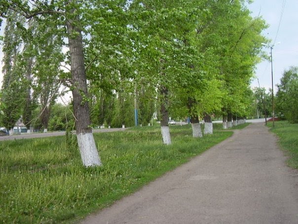 Аллея в парке весной