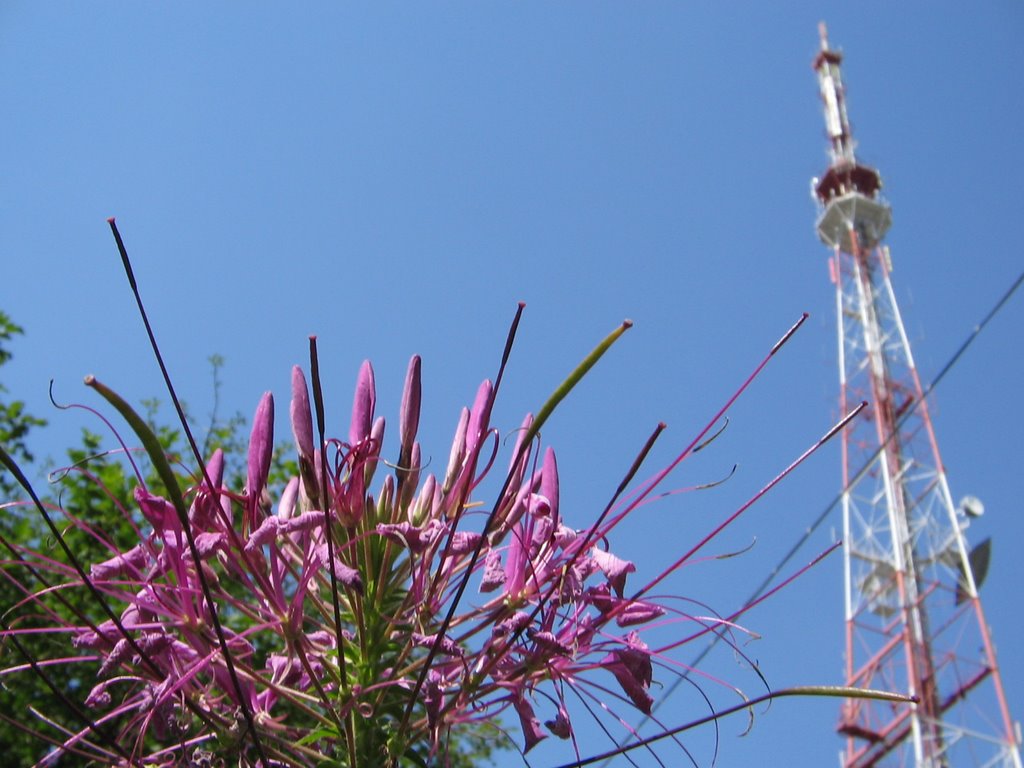 TV tower. Телевышка. Воронеж. Россия