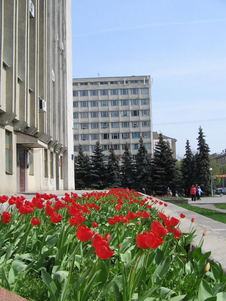 Тюльпаны.  Воронеж. Россия