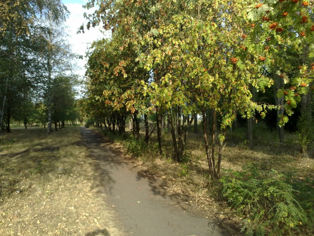 Рябиновая аллея