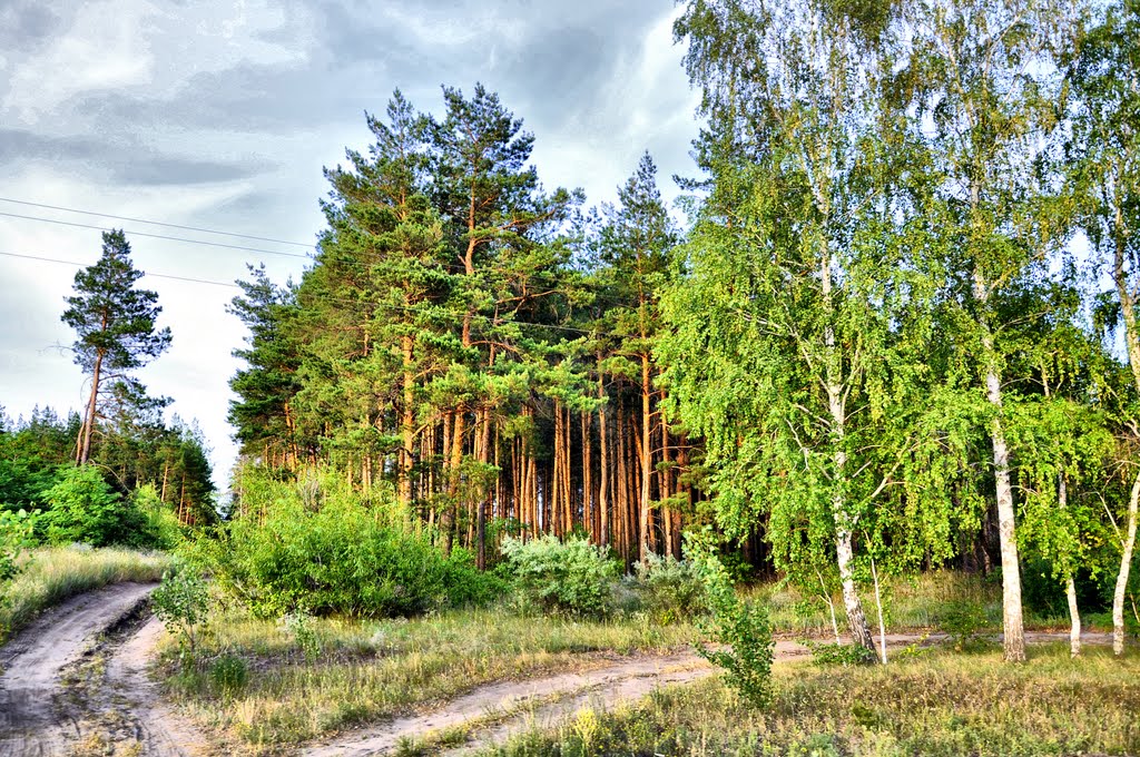 Хоперский лес