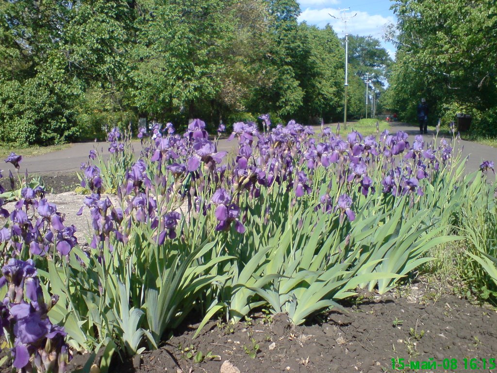 ирисы