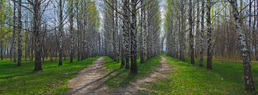 березовая роща