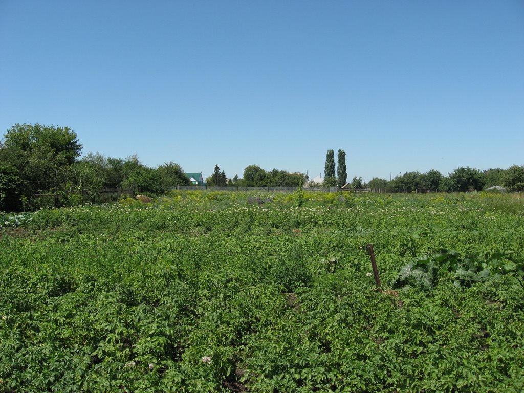 Урожай 2008