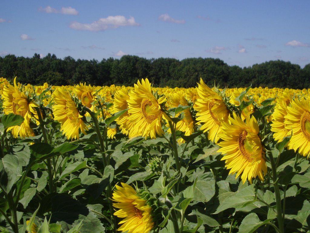 Sunflowers - the flowers of Summer, the seeds of Sun(07.08.2008)