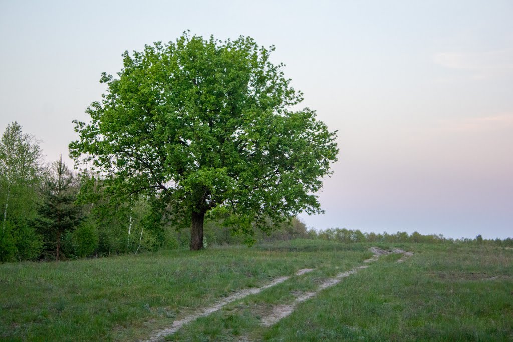 Дорога