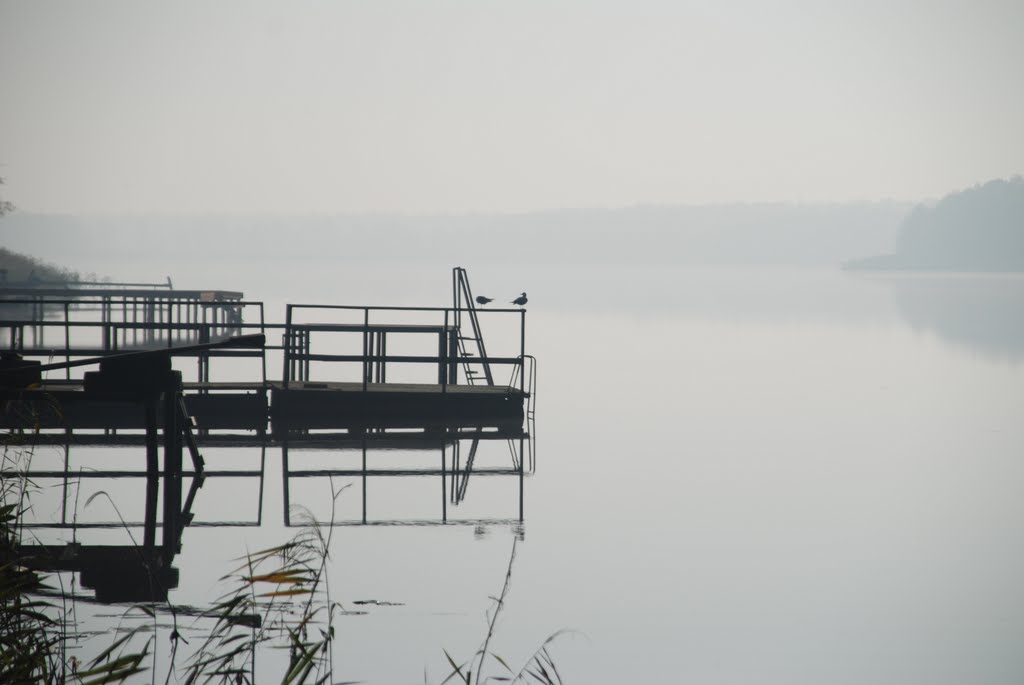 The seagull on lake/Чайки на озере