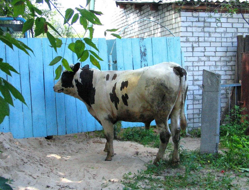 Bor