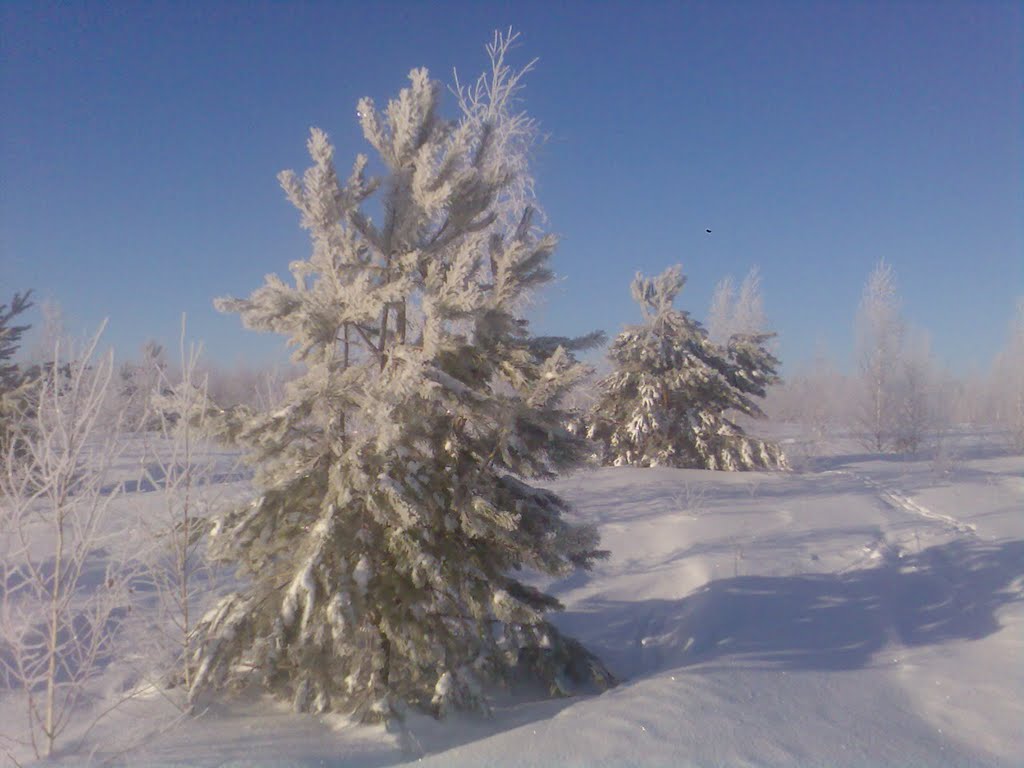 Сосны под снегом