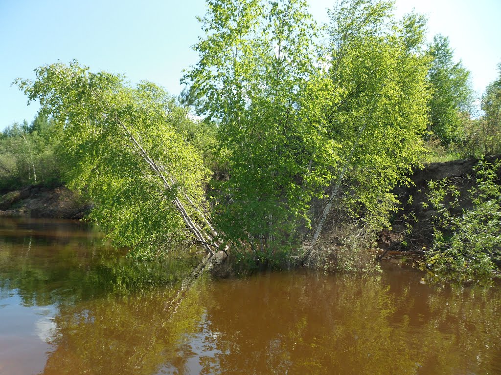 Береза на (в) ветлуге