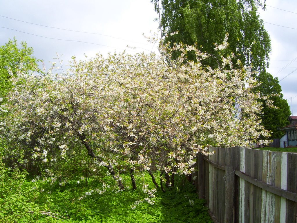Blooming cherry trees