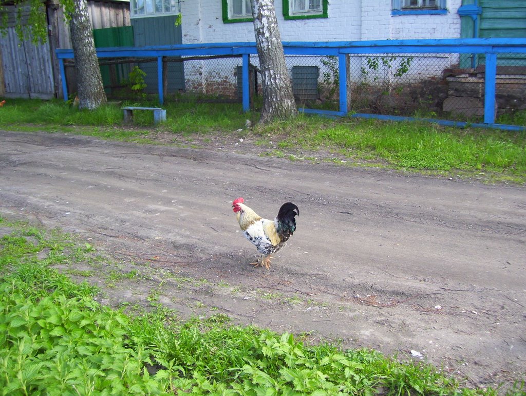 Rooster