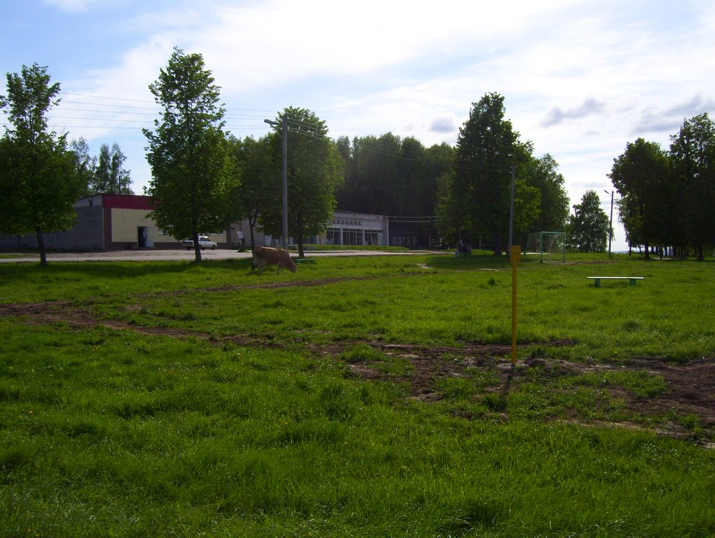 Cattle on the square