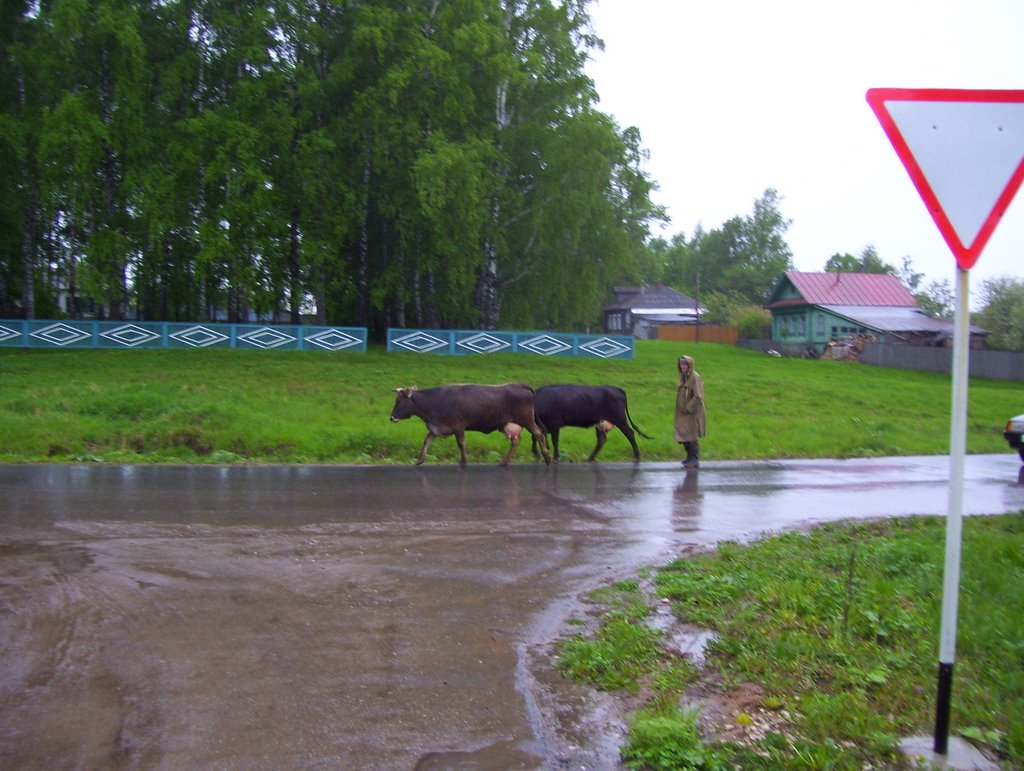 Cattle