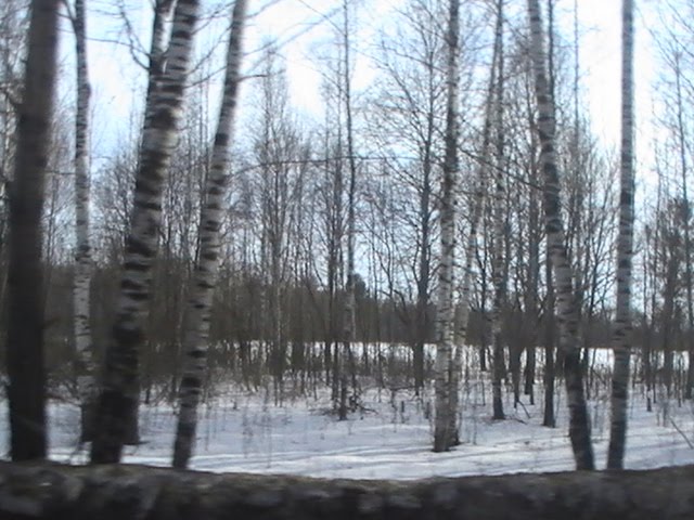 Березки
