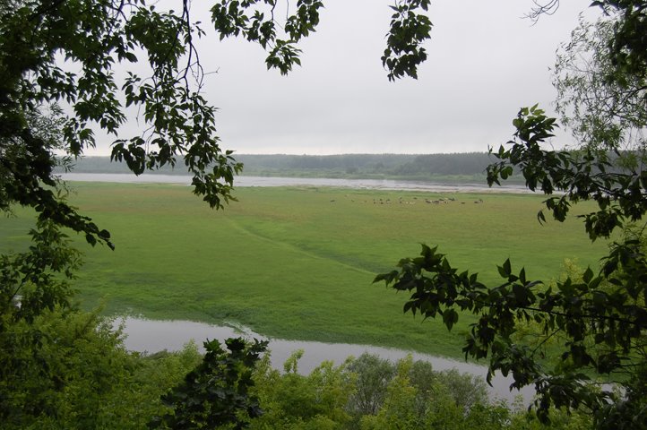 Ветлуга