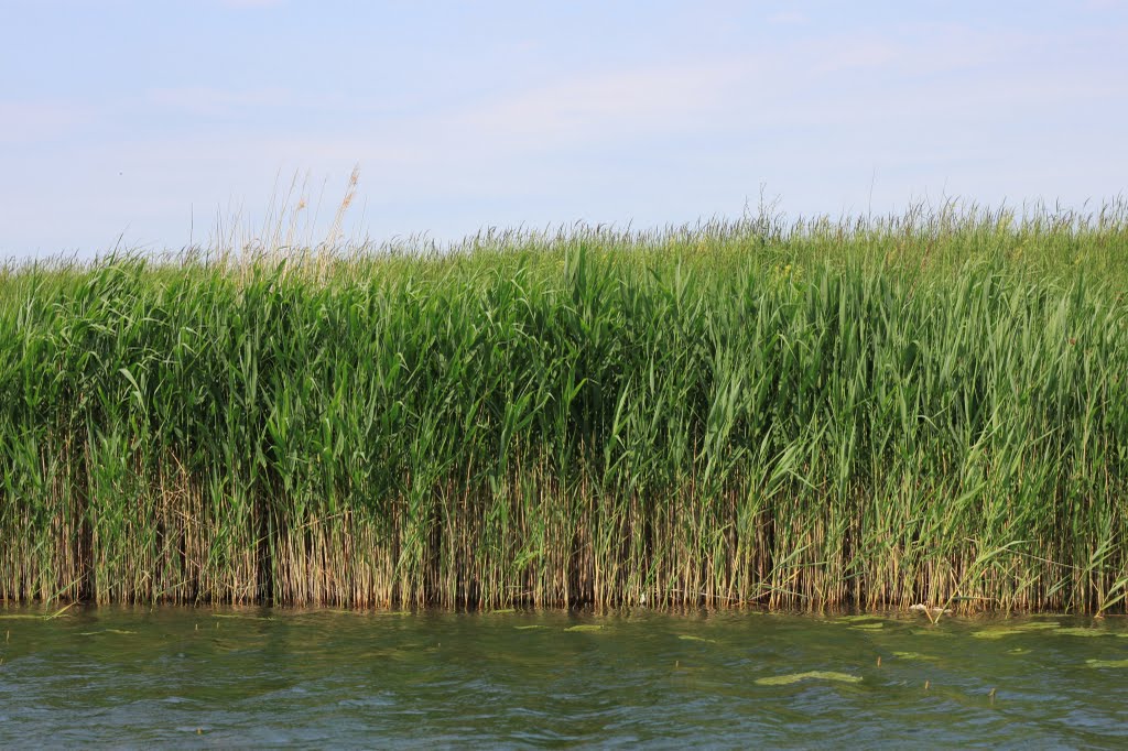 sedge