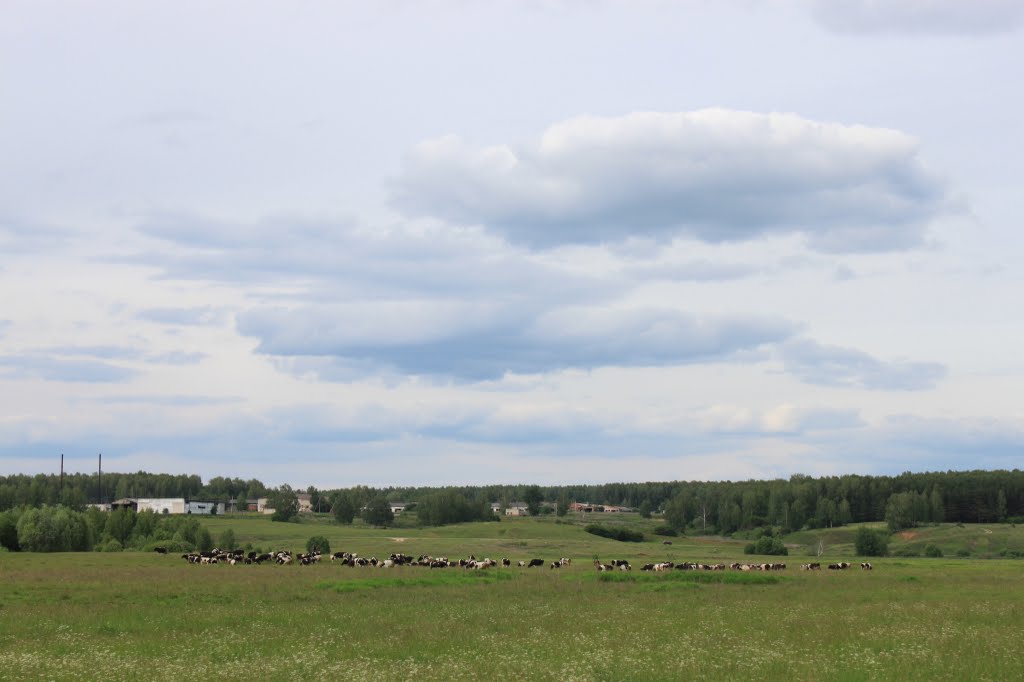 on the meadow