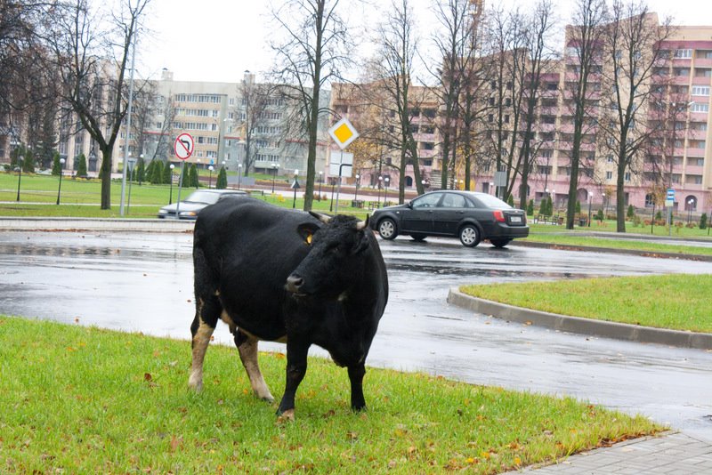 Корова в центре Выксы