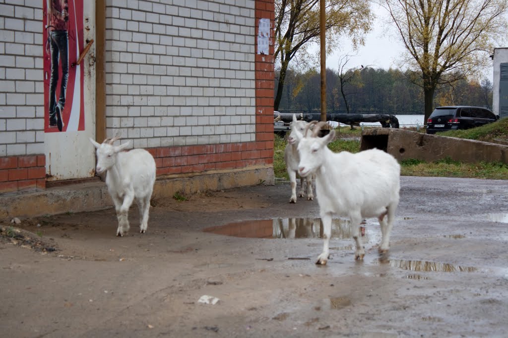 Козы